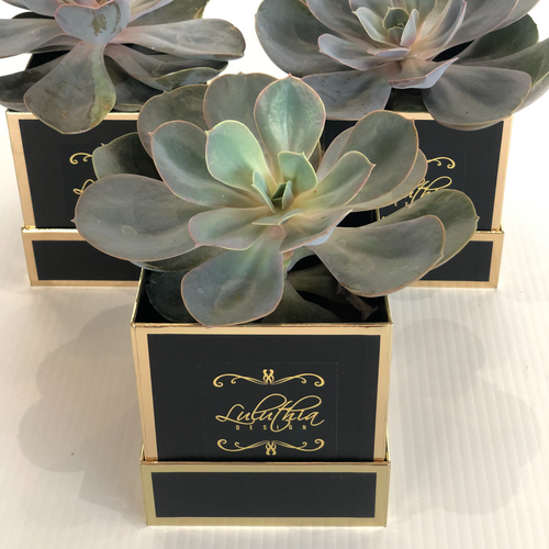 Succulent Extra Large
